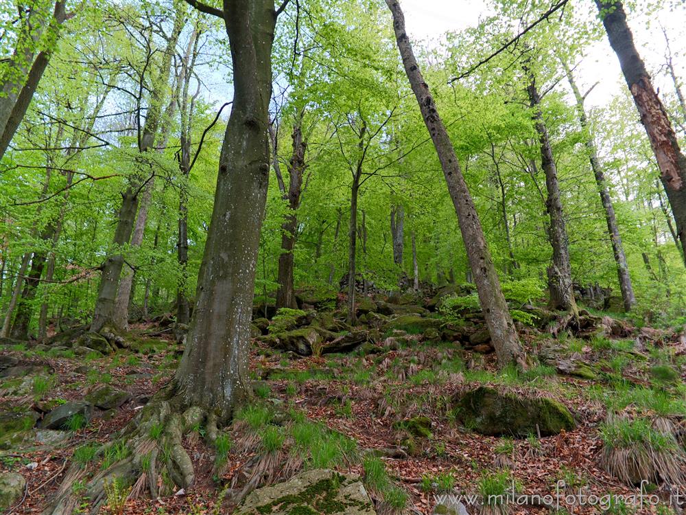 Rosazza (Biella) - Bosco primaverile